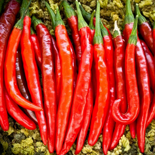 spice traders